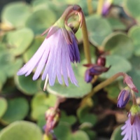 Soldanella carpatica 